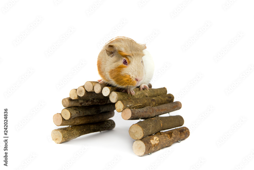Φωτογραφία Domestic guinea pig (Cavia porcellus), also known as cavy or domestic cavy with wooden branch bridge isolated on white in studio