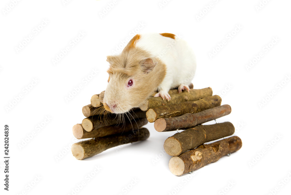 Φωτογραφία Domestic guinea pig (Cavia porcellus), also known as cavy or domestic cavy with wooden branch bridge isolated on white in studio