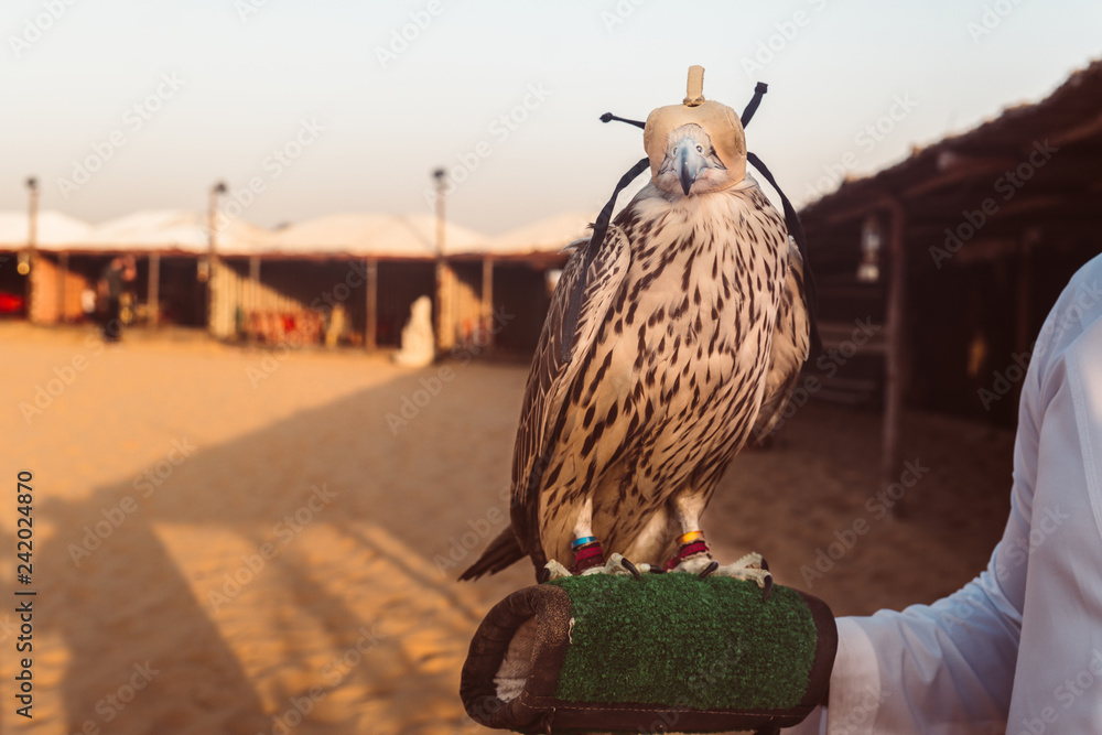 Fototapeta premium Eagle in the desert of Abu Dhabi