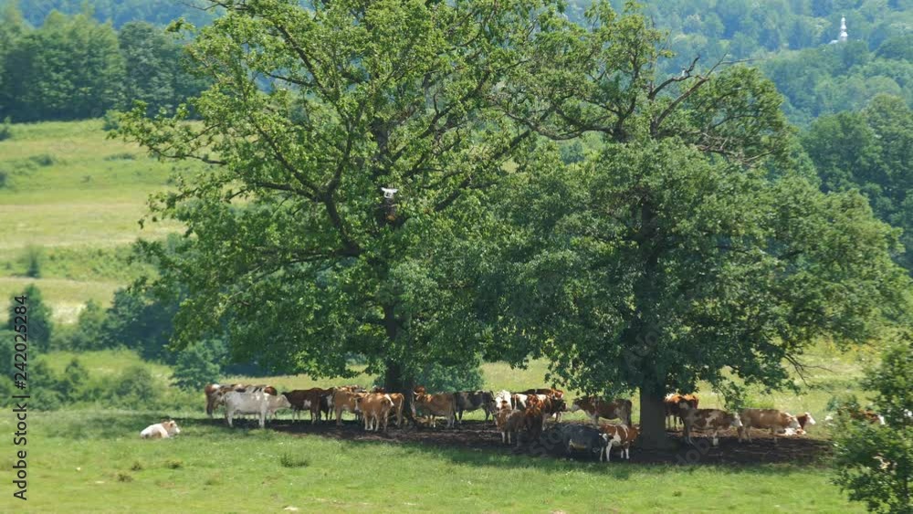 Drone Filming Cows Slow Motion 4K Drone Filming Cows Slow Motion 4K