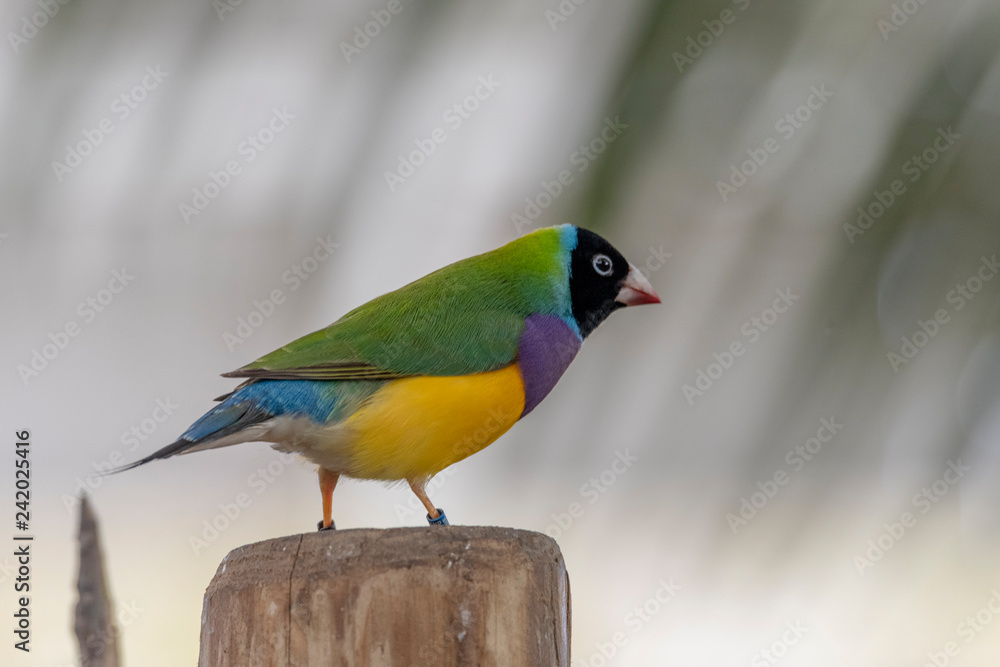 Gouldian finch - the Lady Gouldian finch, Gould's finch or the rainbow finch