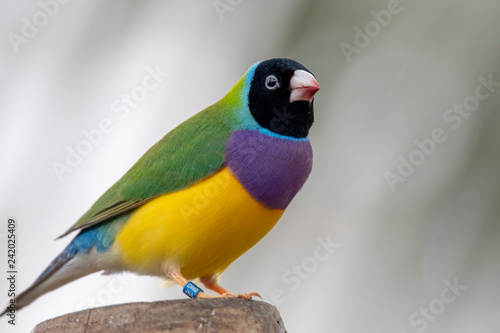 Gouldian finch - the Lady Gouldian finch, Gould's finch or the rainbow finch Poster Mural XXL