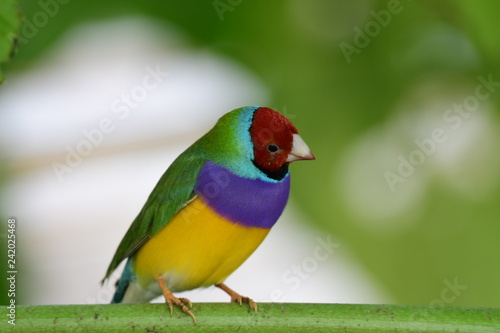 Gouldian finch - the Lady Gouldian finch, Gould's finch or the rainbow finch photo