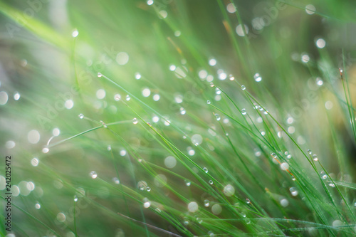 Grass is covered with drops of morning dew. Scattered light form