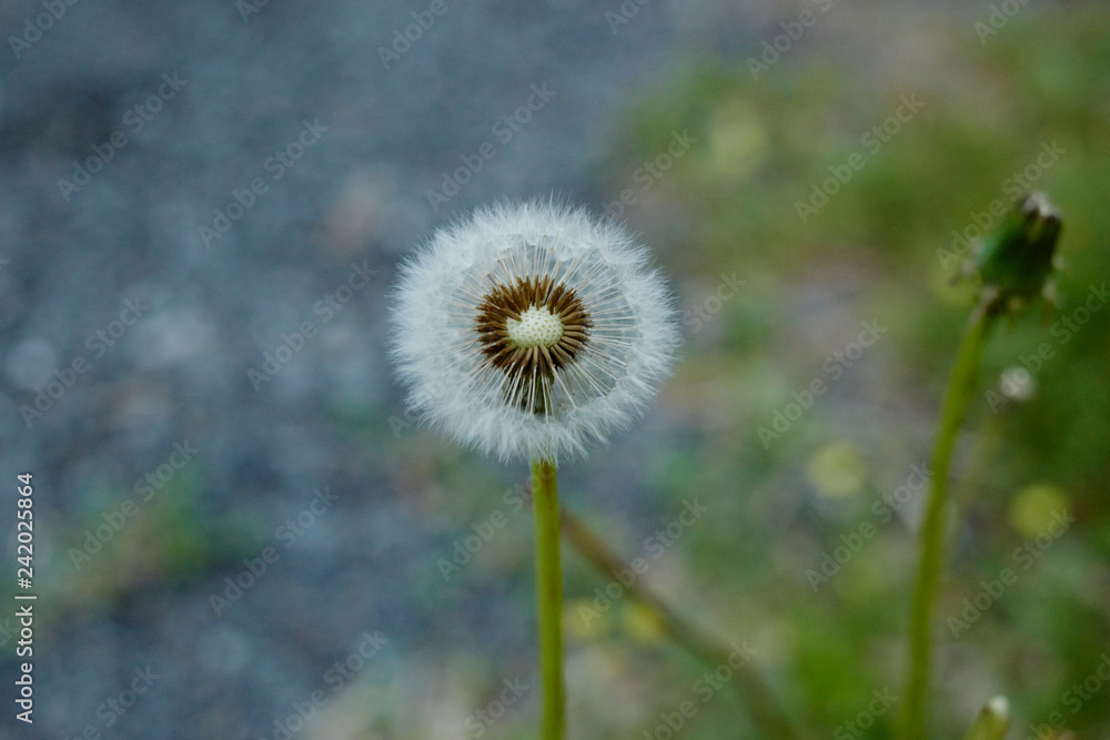 半分飛んでいったたんぽぽの綿毛
