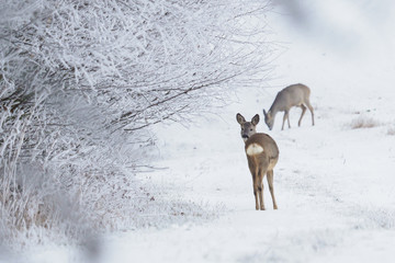 Plexiglas schilderij Ree Roe deer in a snowy forest. Capreolus capreolus. Wild roe deer in winter nature.  © Lubos Chlubny