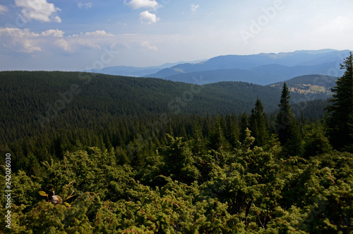 The stone peaks of the mountain ranges of Hoverla Ukrainian Carpathian mountains covered with ancient conifer forests