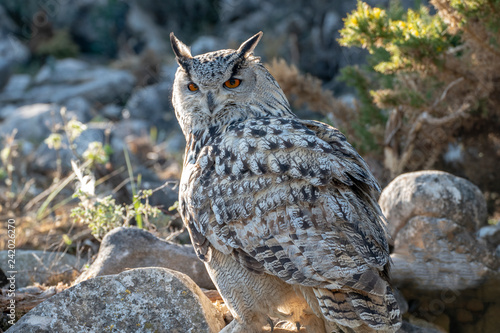 Siberian Eagle Owl photo