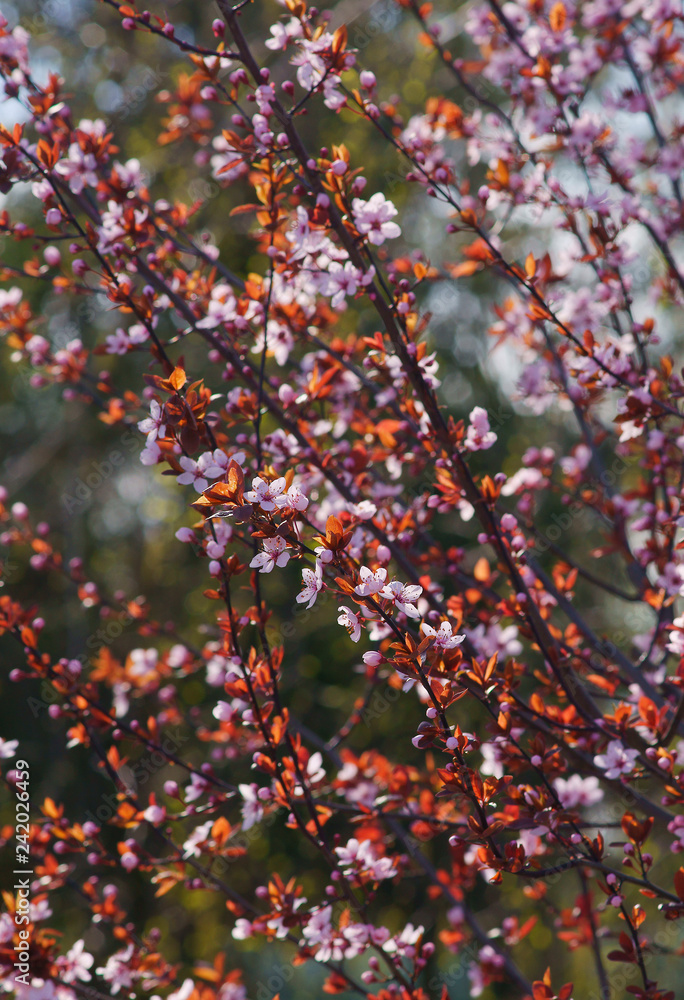 Prunus cerasifera Pissardii flowering in spring Prunus cerasifera Pissardii flowering in spring