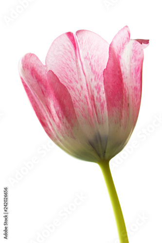 Pink tulip flower.