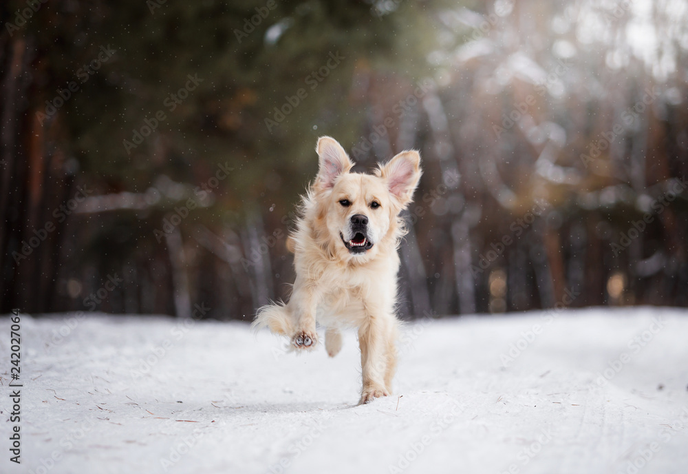 Beautiful dog breed Golden Retriever in the winter forest Beautiful dog breed Golden Retriever in the winter forest