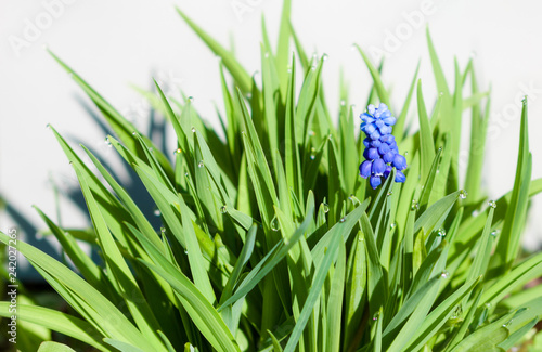 Blue hyacinth.