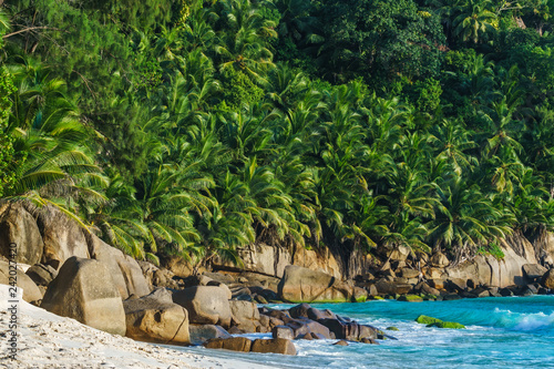 Wild palm jungle on seychelles beach