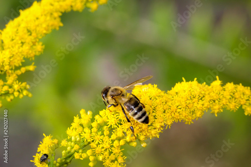 Blüte, Blüten mit Insekt, Biene, Hornisse, Wespe  © boedefeld1969