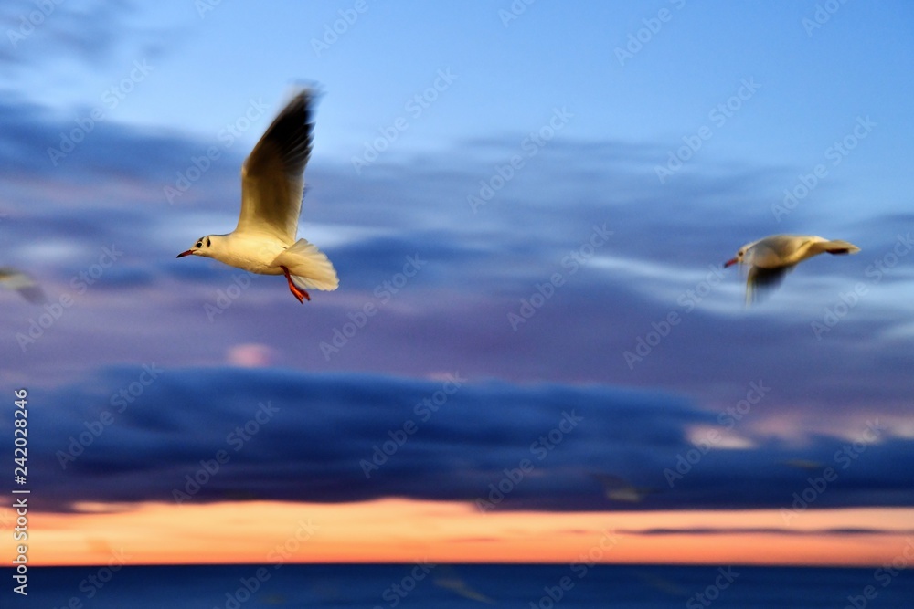 Naklejka premium lever de soleil mouette