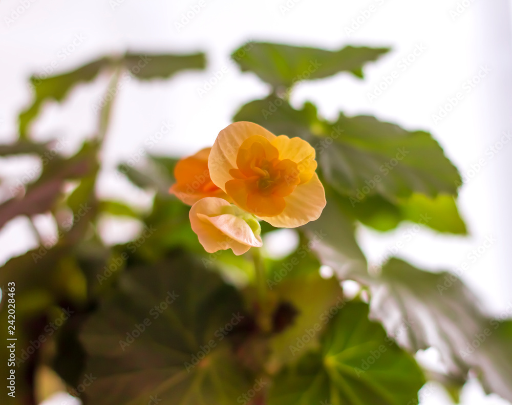 Yellow flowers of nice begonia in blooming Yellow flowers of nice begonia in blooming