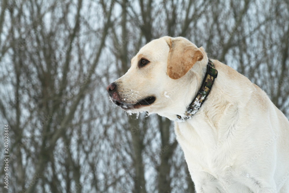 A Dog (Labrador retriever) outdoor on the snow in winter. Snowy landscape. A Dog (Labrador retriever) outdoor on the snow in winter. Snowy landscape.