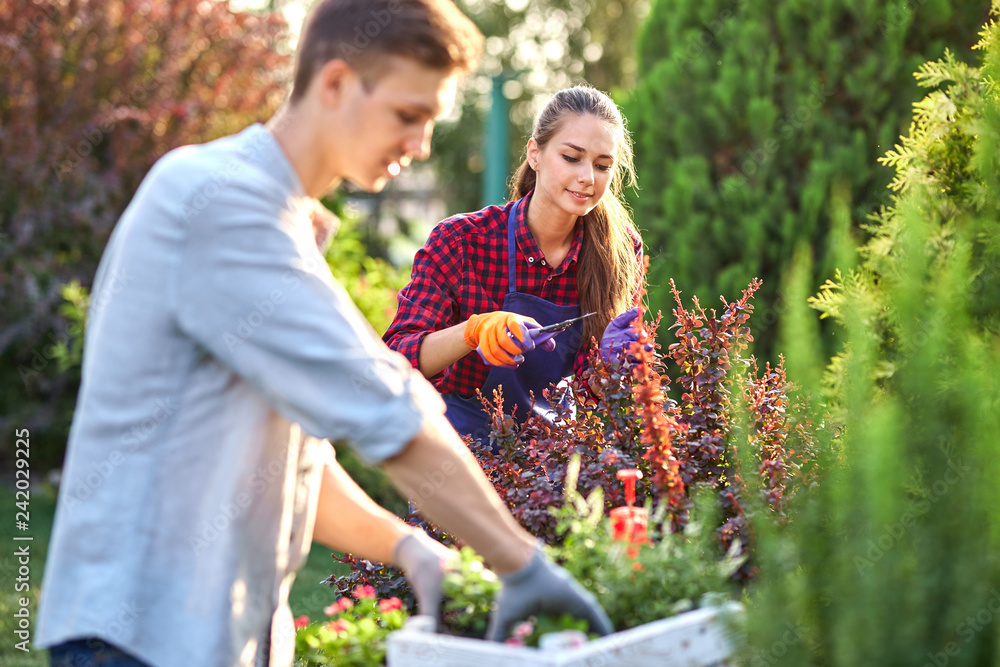 Φωτογραφία Young guy gardener in garden gloves puts the pots with seedlings in the white wooden box on the table and a girl prunes plants in the wonderful nursery-garden on a sunny day