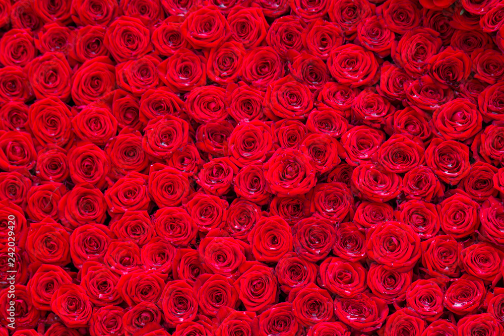 Naklejka premium tło czerwone róże