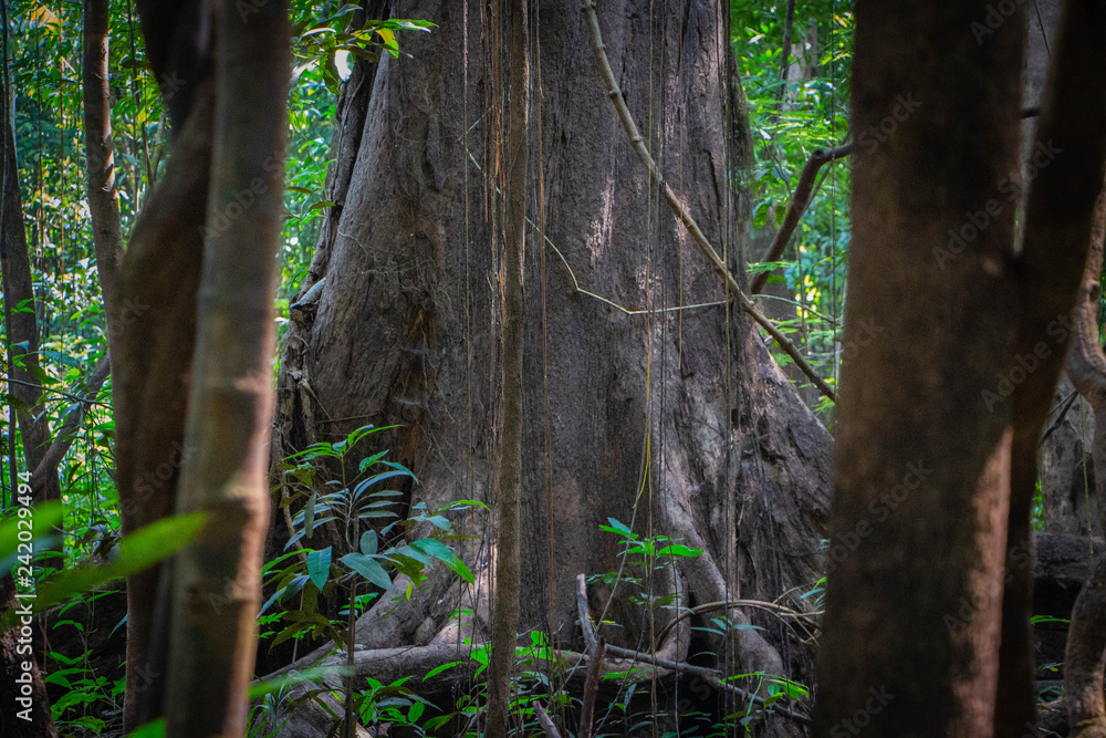 amazon jungle tree trunk lush vibes