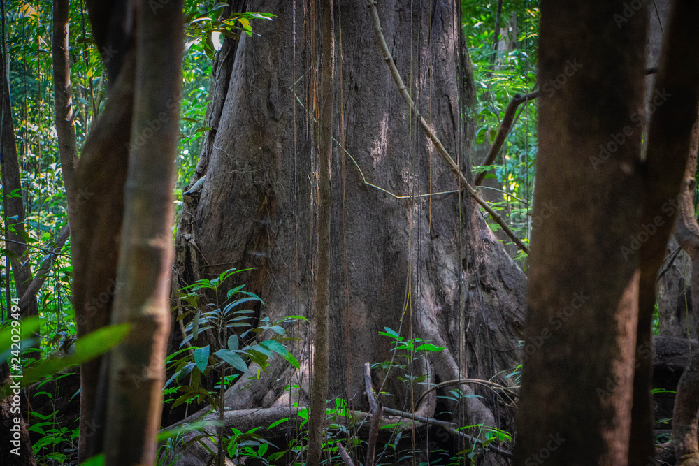 Fototapeta premium amazon jungle tree trunk lush vibes