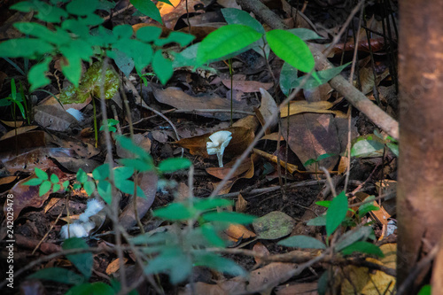 small little white mushroom fungi amazon jungle brazil