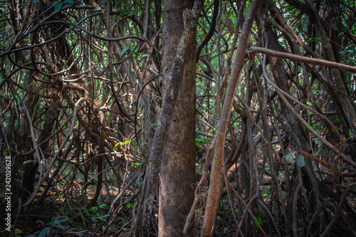 mangrove vines in the amazon jungle summer