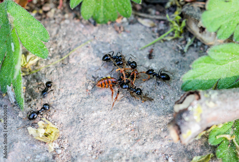 große schwarze Ameisen mit erbeuteter Wespe große schwarze Ameisen mit erbeuteter Wespe