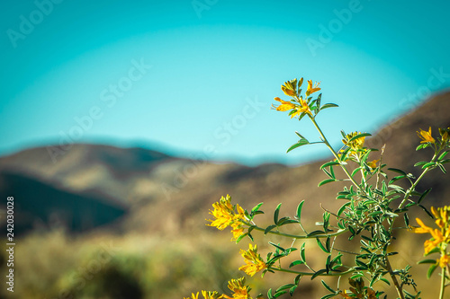 Fototapeta Naklejka Na Ścianę i Meble -  yellow flower macro closeup mountains and sky in background