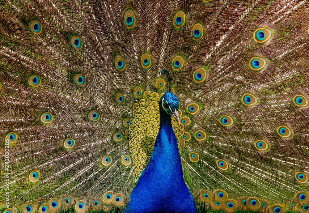 Fototapeta premium Close up photo beautiful indian peafowl - Pavo cristatus