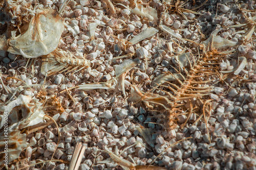 dead fish skeletons on the beach closeup macro