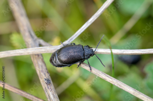 Käfer auf einer Pflanze photo