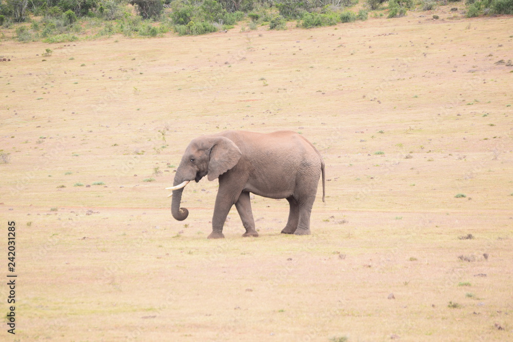 Fototapeta premium Elephant in the nature