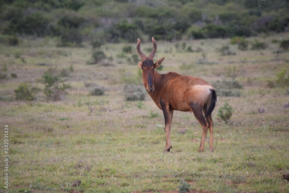 South African Animal Nature South African Animal Nature