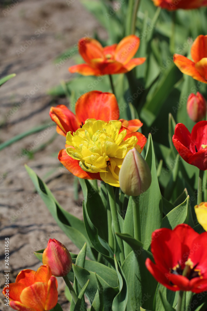 Tulips in the garden Tulips in the garden