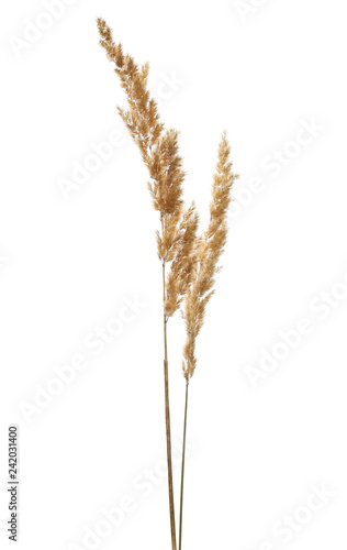 Dry common bulrush reeds isolated on white background, clipping path