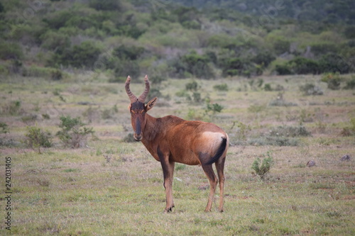 South African Animal Nature
