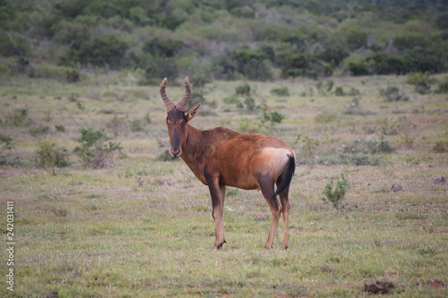 South African Animal Nature