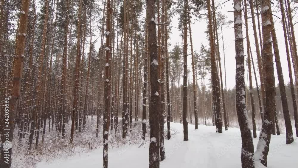 Snow falls among the pines in the winter forest. Nature view. Snow falls among the pines in the winter forest. Nature view.
