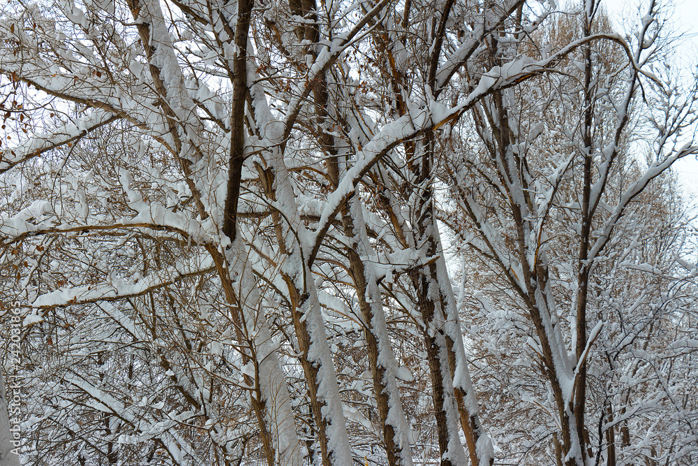 Branches of trees covered with hoarfrost and snow