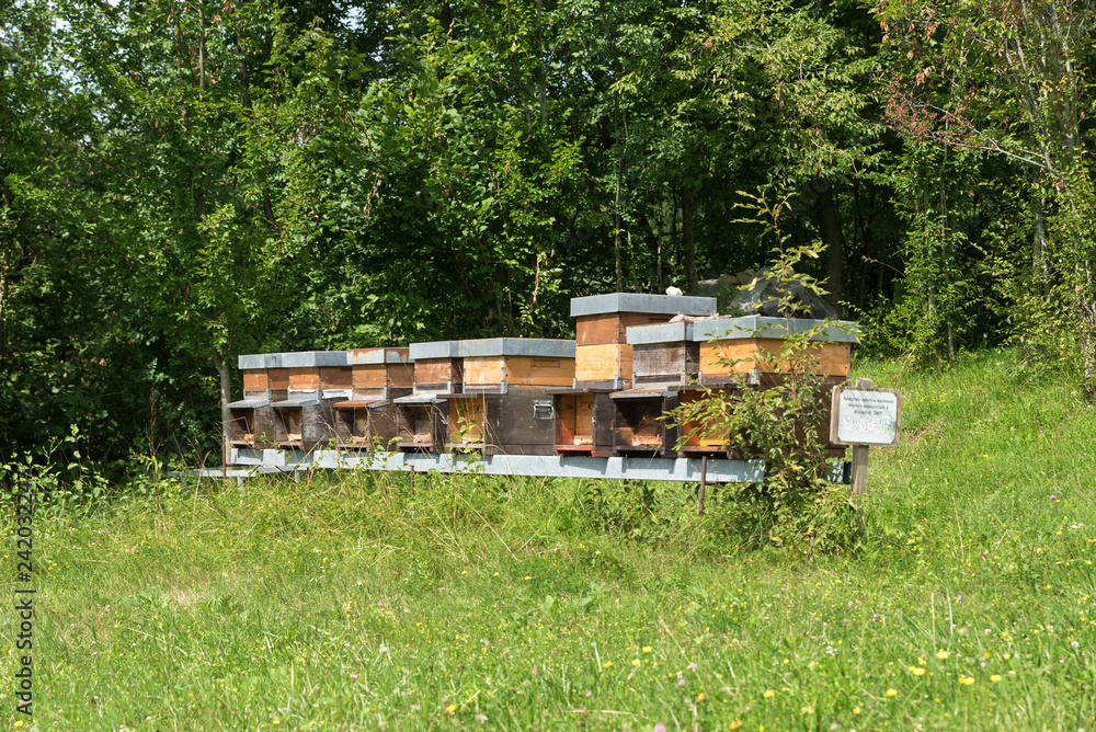 Row of honey in the meadow Row of honey in the meadow
