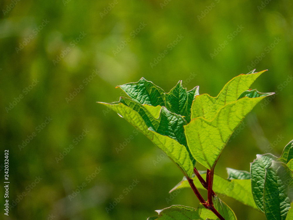 Obraz premium Green leaf