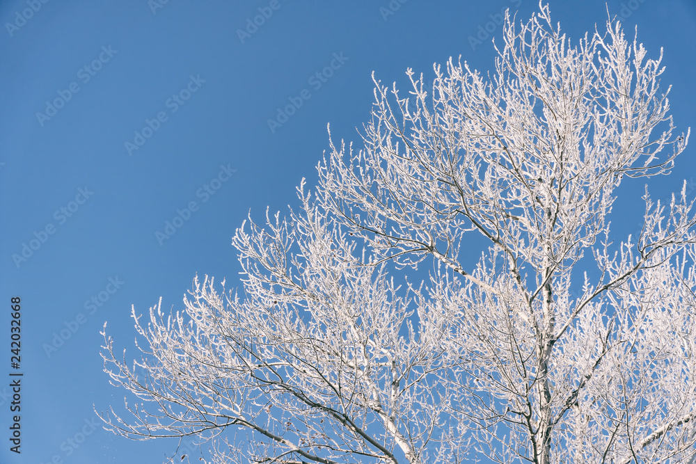 Branch in hoarfrost on a background blue sky Branch in hoarfrost on a background blue sky
