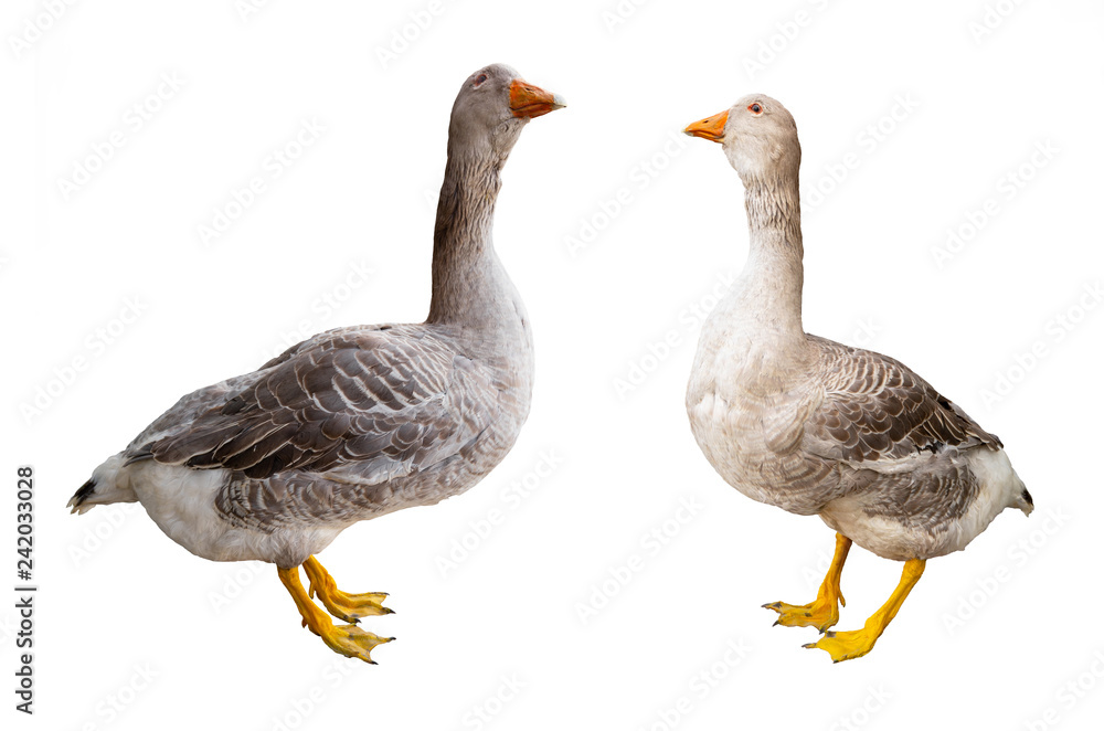 goose isolated on white background goose isolated on white background