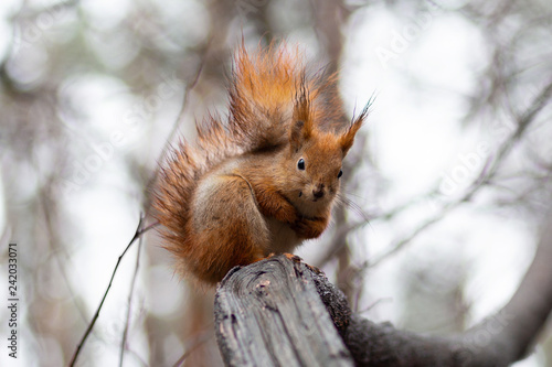 Red squirrel sitting on a branch in a winter park. Animals