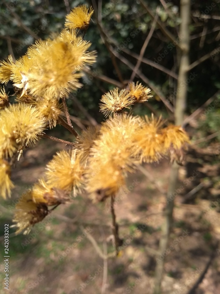 Flower Brown Flower Brown