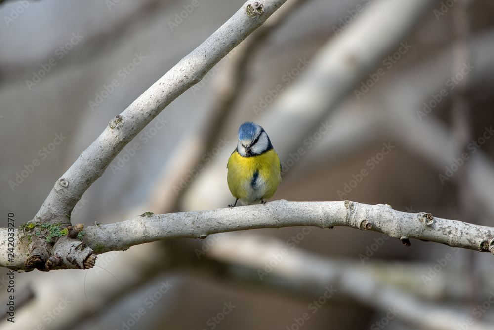Naklejka premium Mavi baştankara » Eurasian Blue Tit » Cyanistes caeruleus
