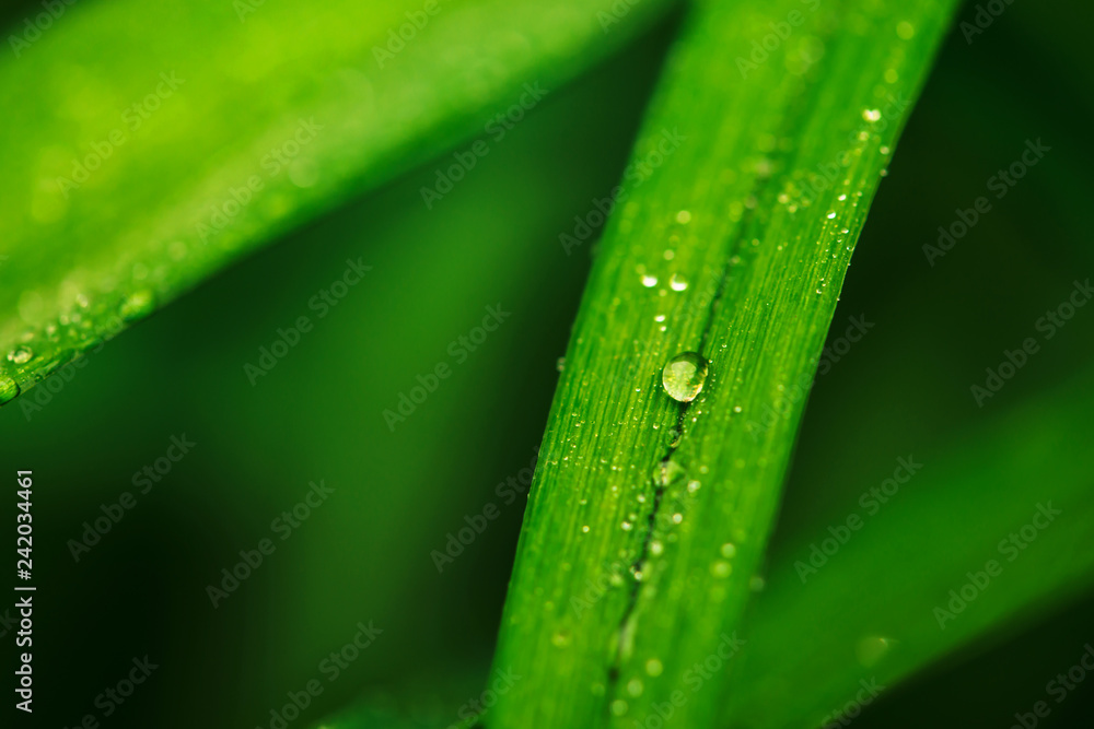 Natural vivid shiny green grass with dew drops close-up with copy space. Pure, pleasant, rich greenery with rain drops in macro. Background from green textured plants in rainy weather. Imperfect. Natural vivid shiny green grass with dew drops close-up with copy space. Pure, pleasant, rich greenery with rain drops in macro. Background from green textured plants in rainy weather. Imperfect.