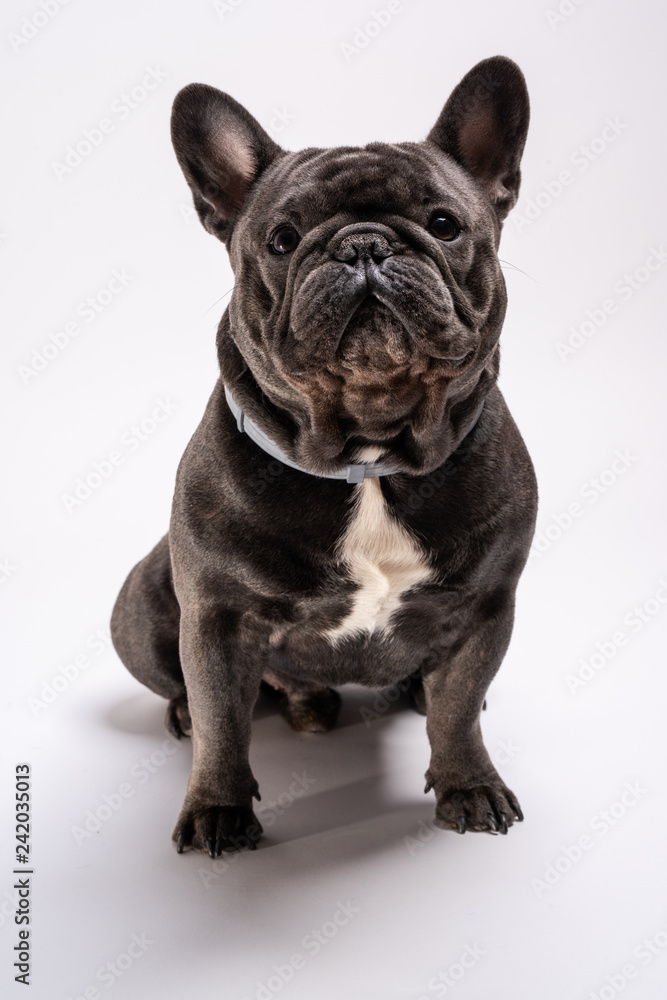 Blue french bulldog looking slightly to the left. Purebreed pet posing in the studio against white background