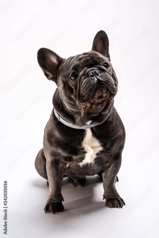 portrait of a blue french bulldog looking to the right studio shot. Purebreed friendly pet ready for some portraits